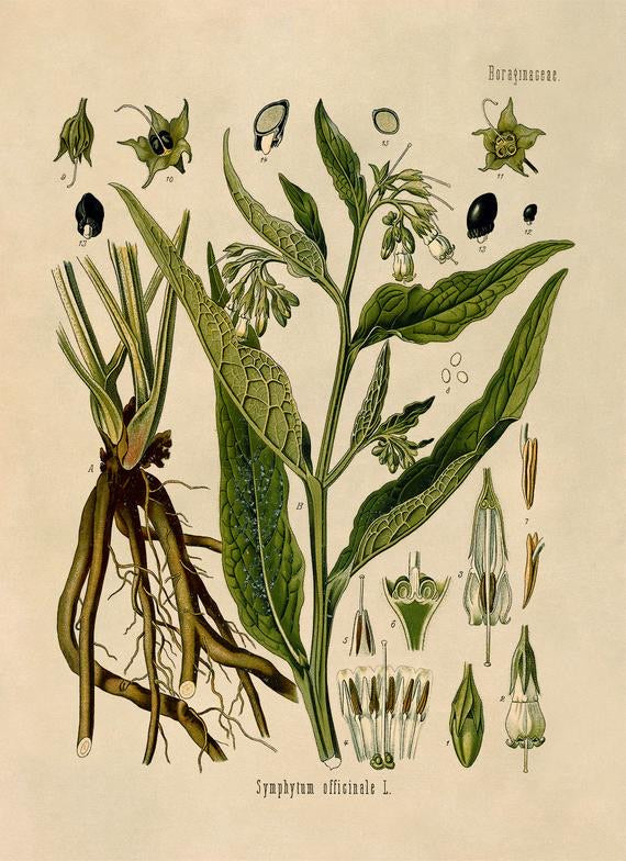 Comfrey Root (Organic)